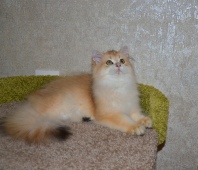 Ladmira Diamond Breese