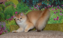 Ladmira Diamond Breese