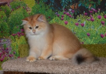 Ladmira Diamond Breese