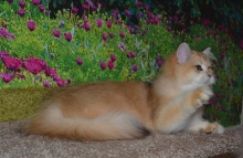 Ladmira Diamond Breese