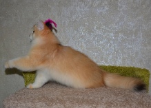 Ladmira Diamond Breese