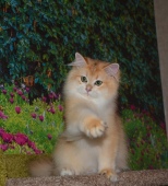 Ladmira Diamond Breese