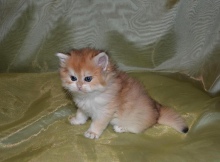 Leonarda Diamond Breese