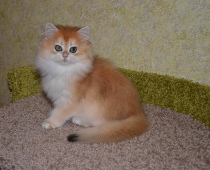 Leonarda Diamond Breese