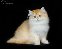 Leonarda Diamond Breese