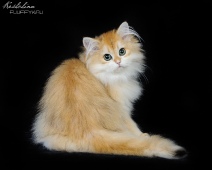 Leonarda Diamond Breese