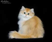 Leonarda Diamond Breese