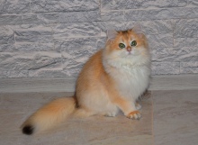 Leonarda Diamond Breese