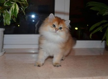Lusiana Diamond Breese