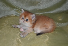 Lusiana Diamond Breese