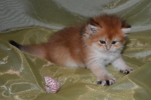 Lusiana Diamond Breese