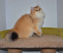 Lusiana Diamond Breese