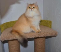 Lusiana Diamond Breese