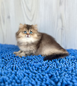Ladushka Diamond breese