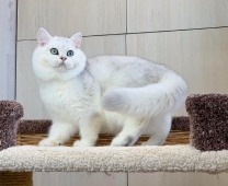 Miron Diamond Breese