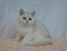 Magnolia Diamond Breese