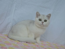 Magnolia Diamond Breese