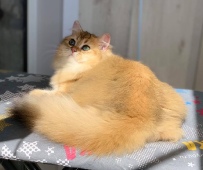 Noissette Diamond Breese