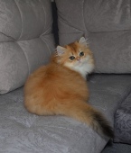 Olissiya Diamond Breese