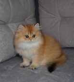 Olissiya Diamond Breese