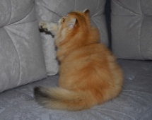 Olissiya Diamond Breese