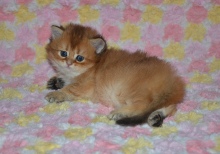 Oscar Diamond Breese