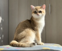 Ollana Diamond Breese