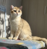 Ollana Diamond Breese