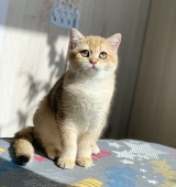 Ollana Diamond Breese