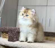 Osirius Diamond Breese