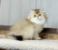 Osirius Diamond Breese