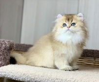 Osirius Diamond Breese
