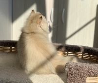 Osirius Diamond Breese