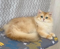 Paulinus Diamond Breese