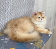 Paulinus Diamond Breese