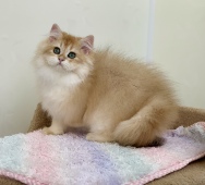 Pawlina Diamond Breese