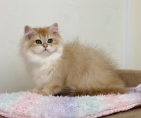 Pawlina Diamond Breese