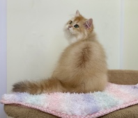 Pawlina Diamond Breese