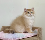 Pawlina Diamond Breese