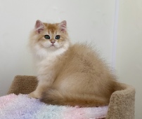 Pawlina Diamond Breese