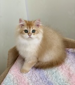 Pawlina Diamond Breese