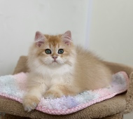 Pawlina Diamond Breese
