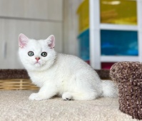 Qwillera Diamond Breese