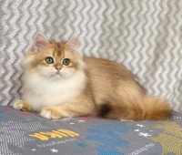 Quiana Diamond Breese