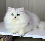 Rafaela Diamond Breese
