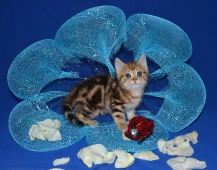 Saimon Diamond Breese