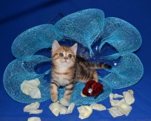 Saimon Diamond Breese