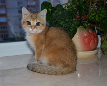 Sabrina Diamond Breese
