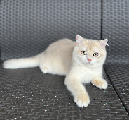 Sultan Diamond Breese