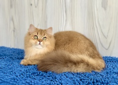 Sir Renaldo Diamond Breese